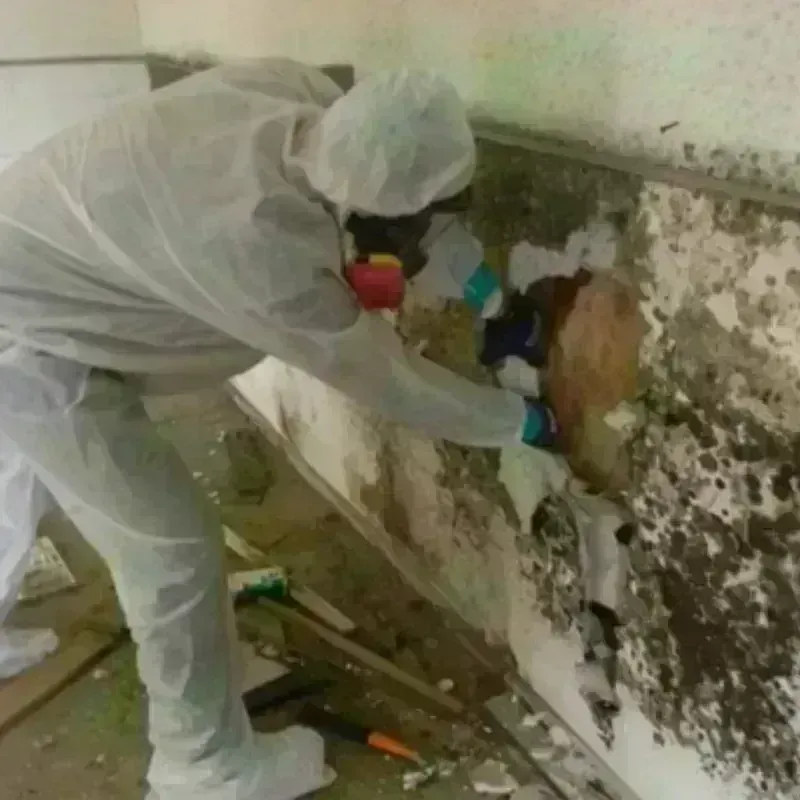 Mold Remediation and Removal in Schenectady, NY